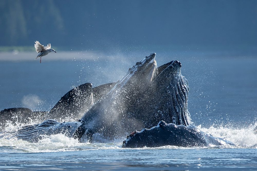 Alaska-Seagull hovers above Humpback Whales surfacing as they bubble net feed on herring